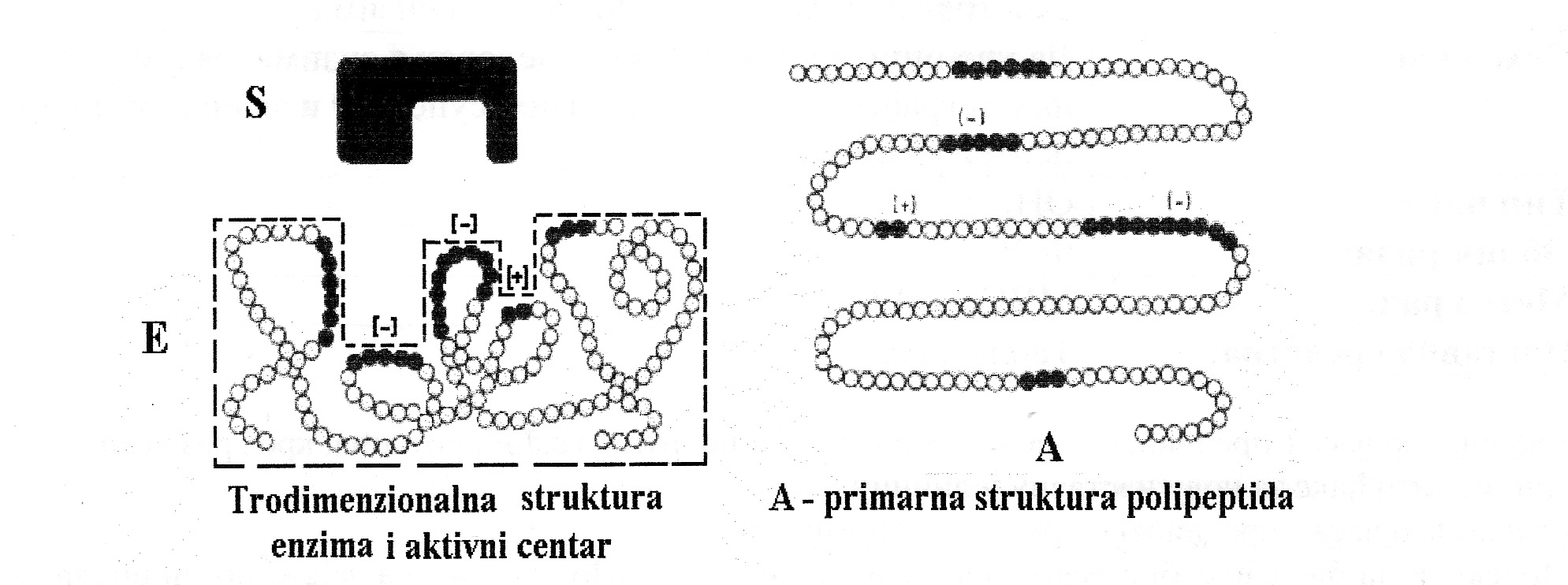 Структура ензима